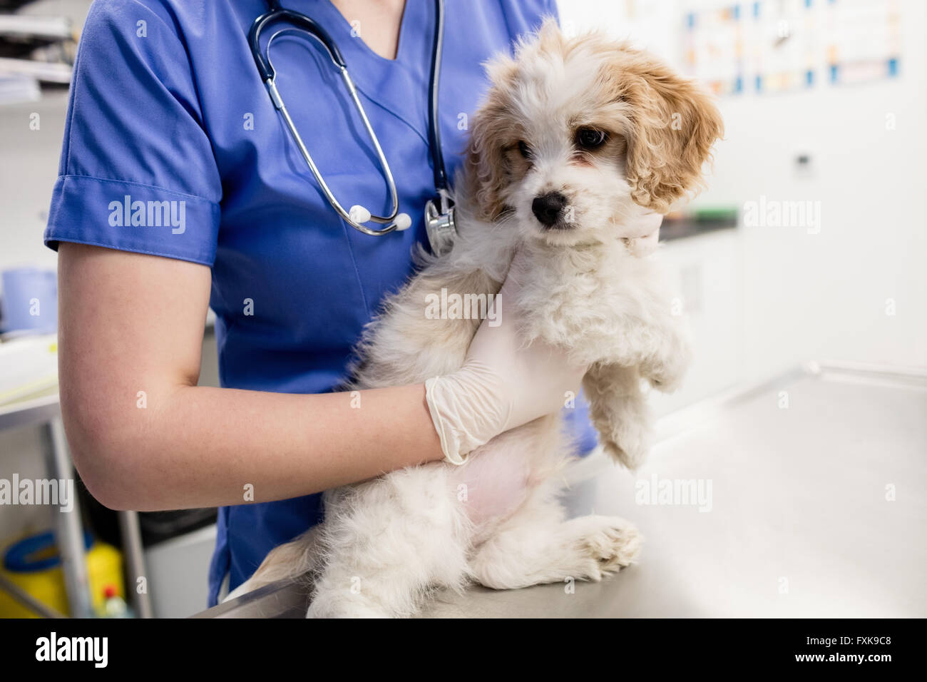 Mid-section of vet holding dog Stock Photo