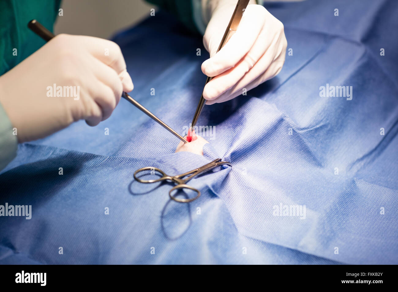 Vet performing an operation on a pet animal Stock Photo - Alamy