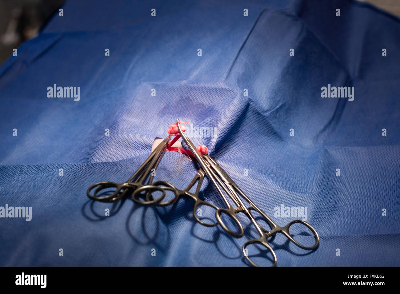 Operation of a pet animal Stock Photo
