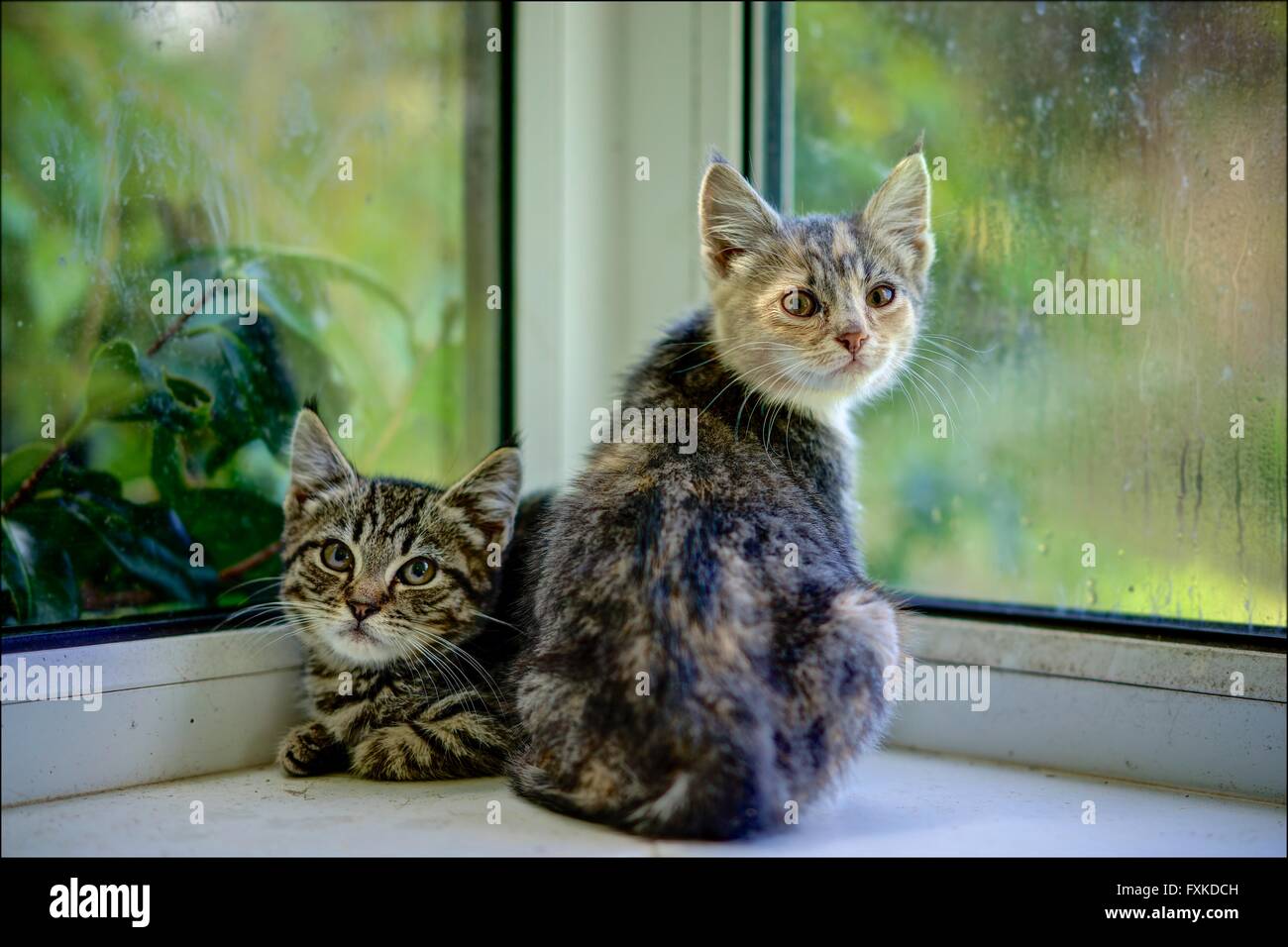 Two feral kittens brother and sister, Tigger and Princess, a Tabby and a Diluted Tortie, cornered in a sun room looking timid Stock Photo