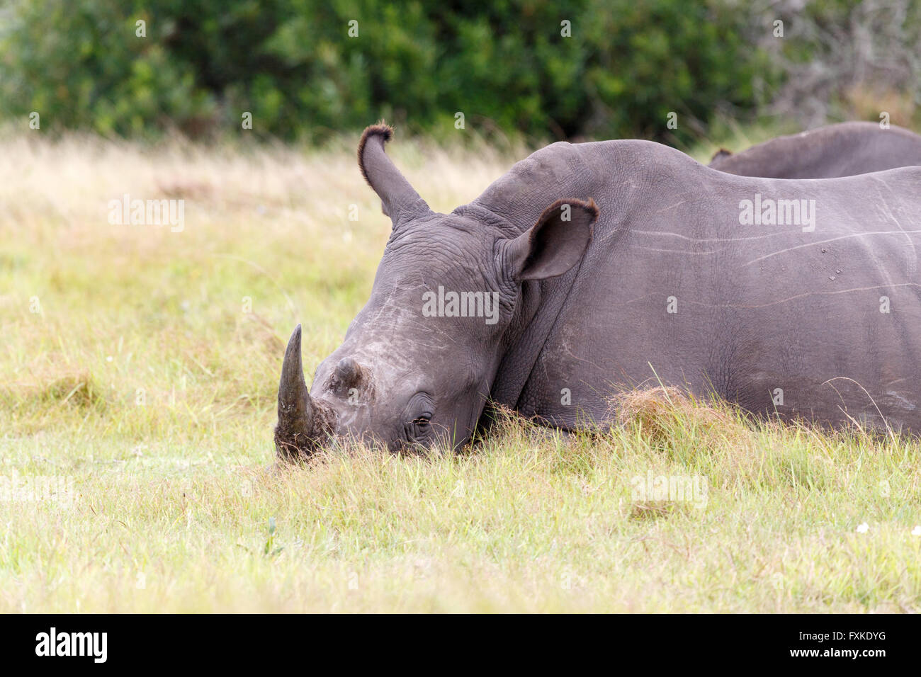 A rhinoceros, often abbreviated to rhino, is one of any five extant species of odd-toed ungulates in the family Rhinocerotidae, Stock Photo