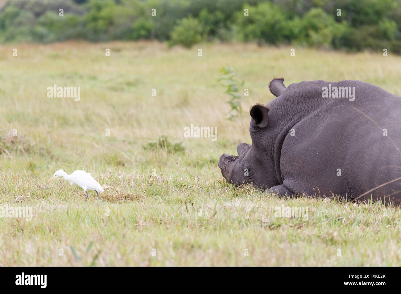 A rhinoceros, often abbreviated to rhino, is one of any five extant species of odd-toed ungulates in the family Rhinocerotidae, Stock Photo