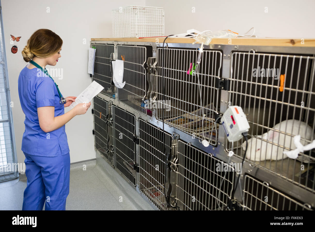 Vet monitoring sick rabbit in cage Stock Photo Alamy