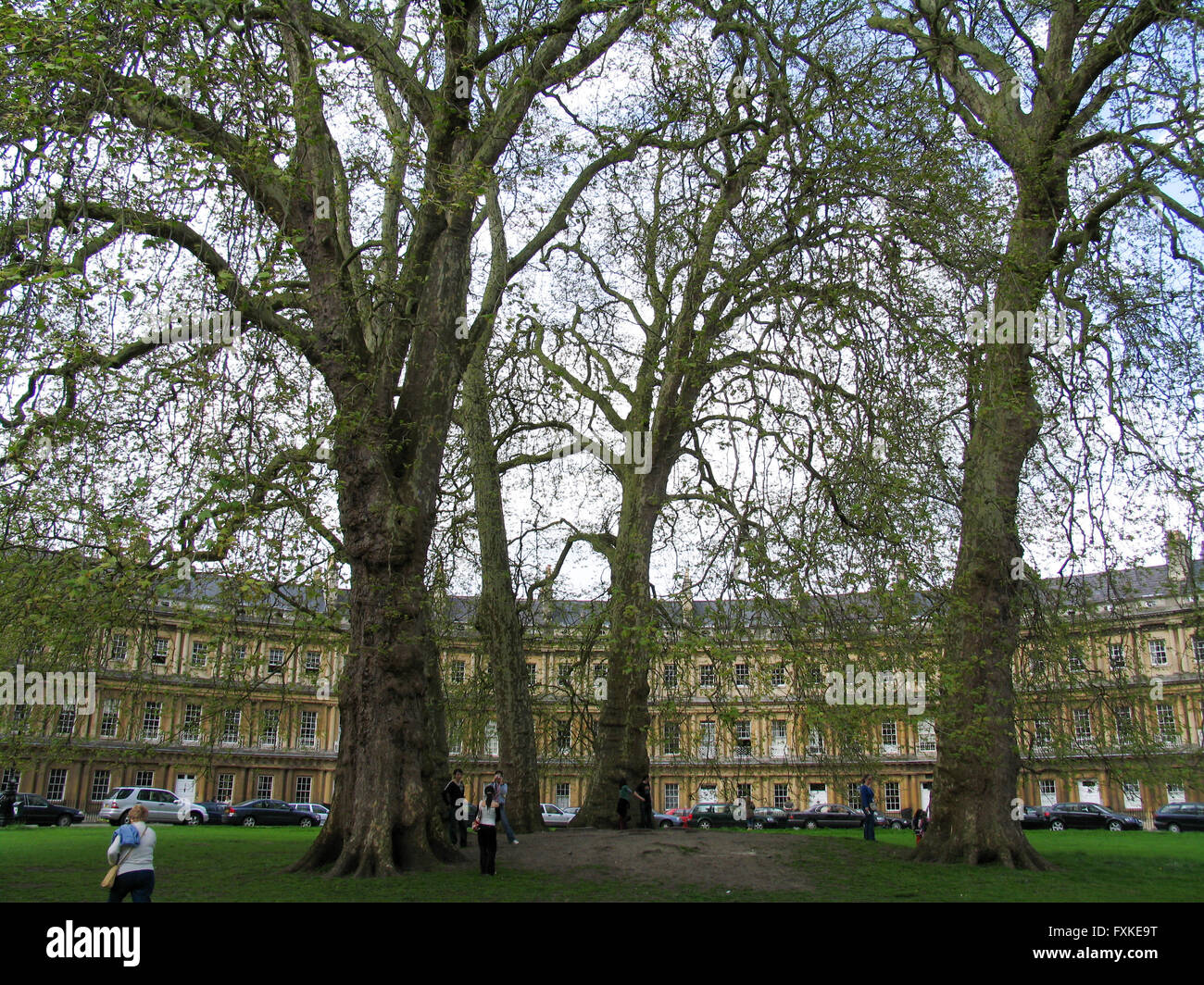London Plane trees in the centre of the Circus, Bath. Stock Photo