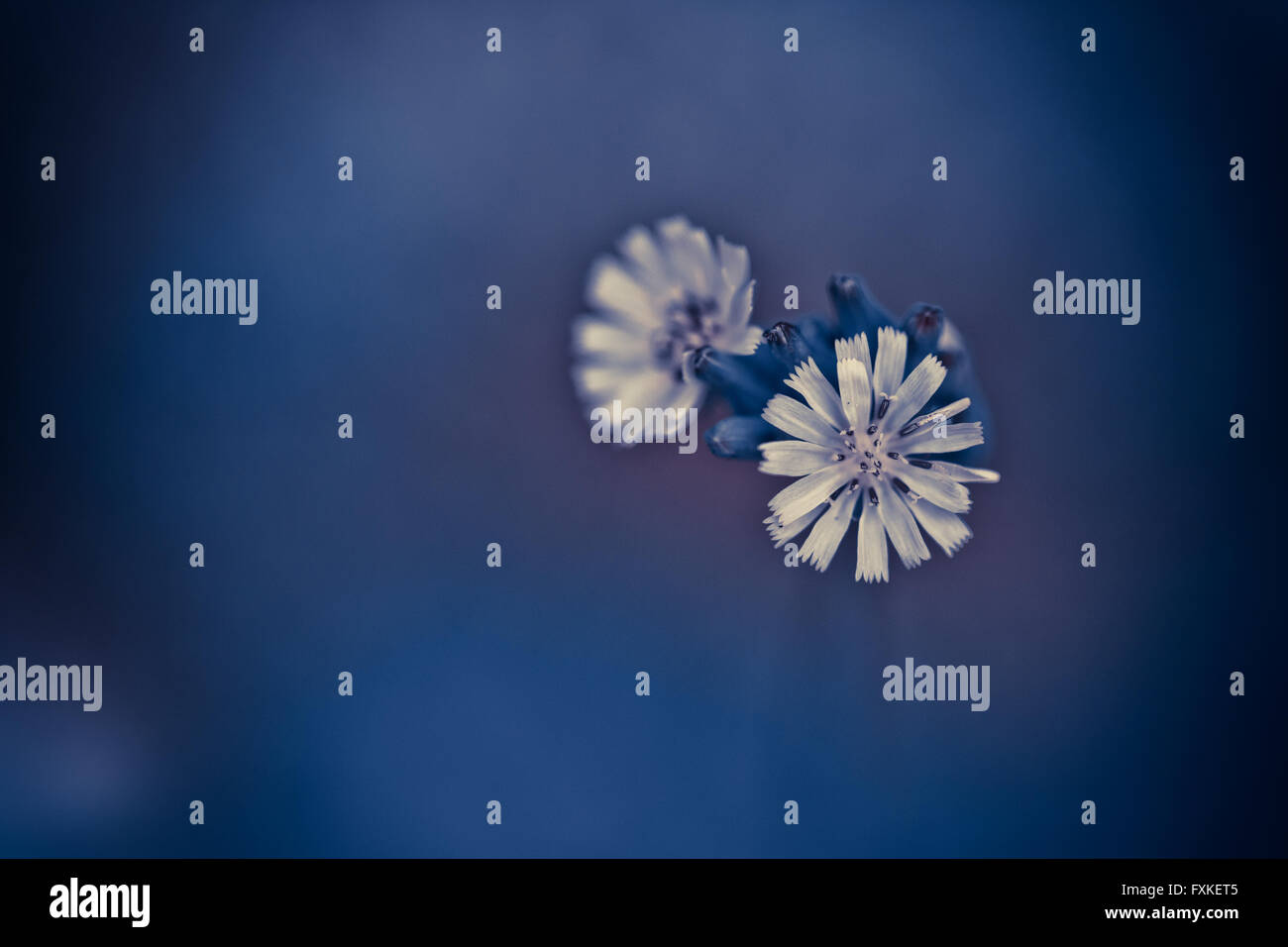 Colorful Flowers Background Stock Photo - Alamy
