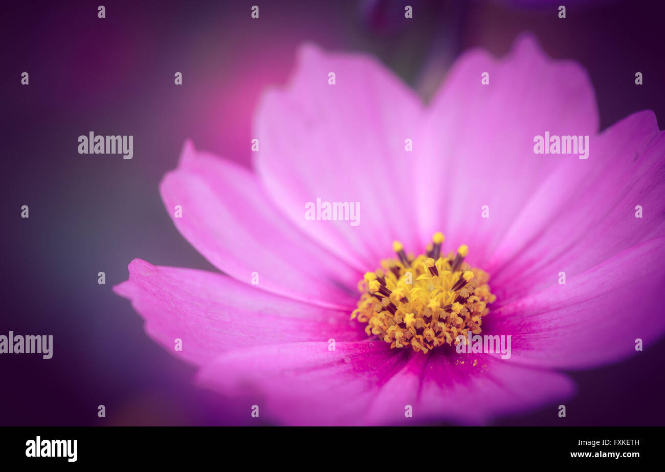 Colorful Flowers Background Stock Photo - Alamy