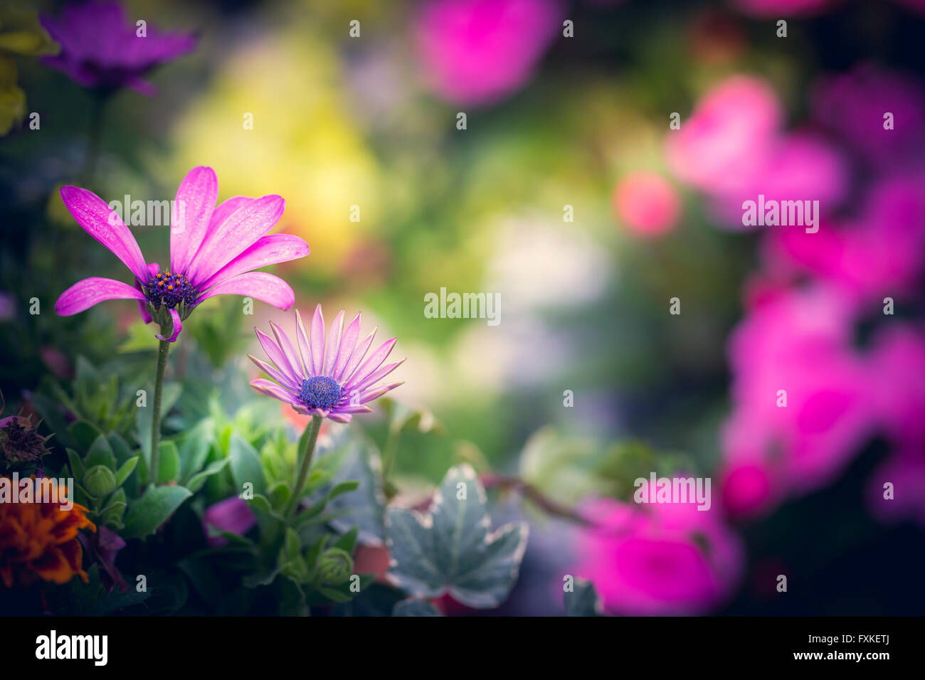 Colorful Flowers Background Stock Photo - Alamy