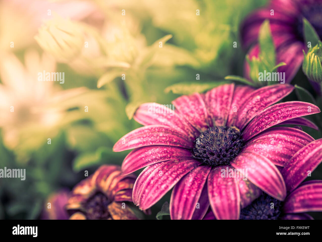 Colorful Flowers Background Stock Photo - Alamy