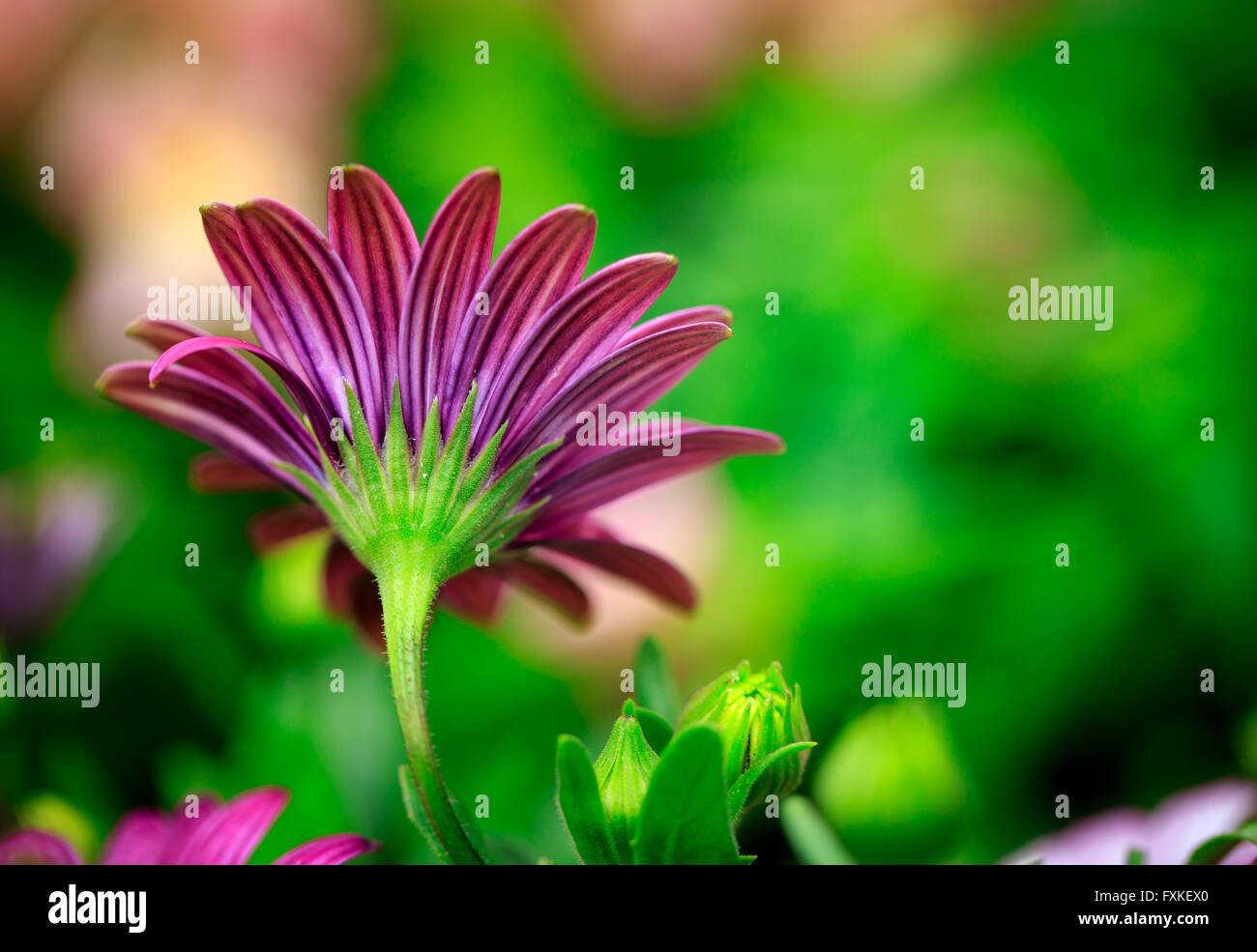 Colorful Flowers Background Stock Photo - Alamy