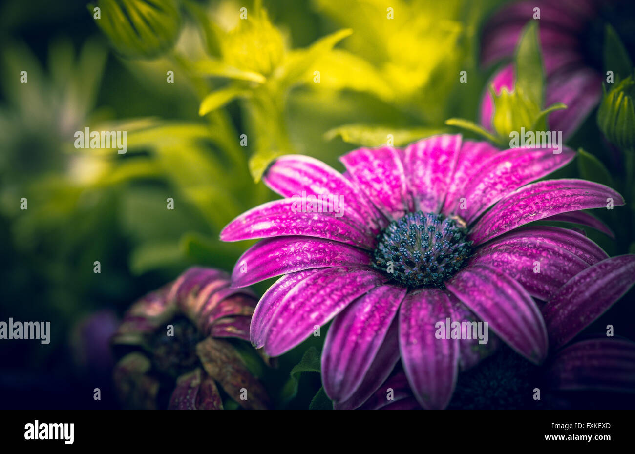 Colorful Flowers Background Stock Photo - Alamy