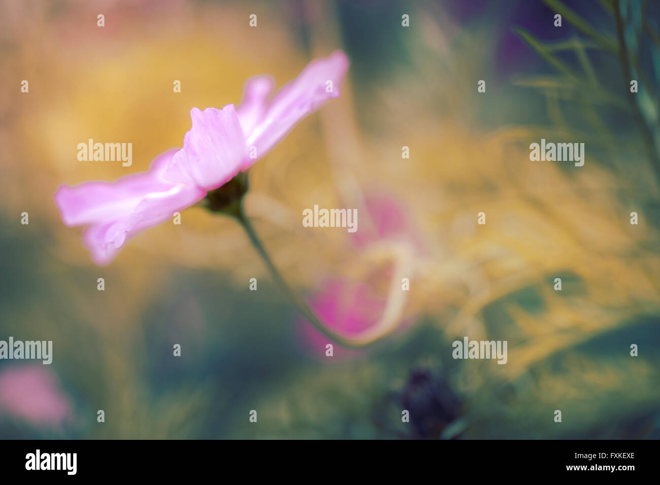 Colorful Flowers Background Stock Photo - Alamy