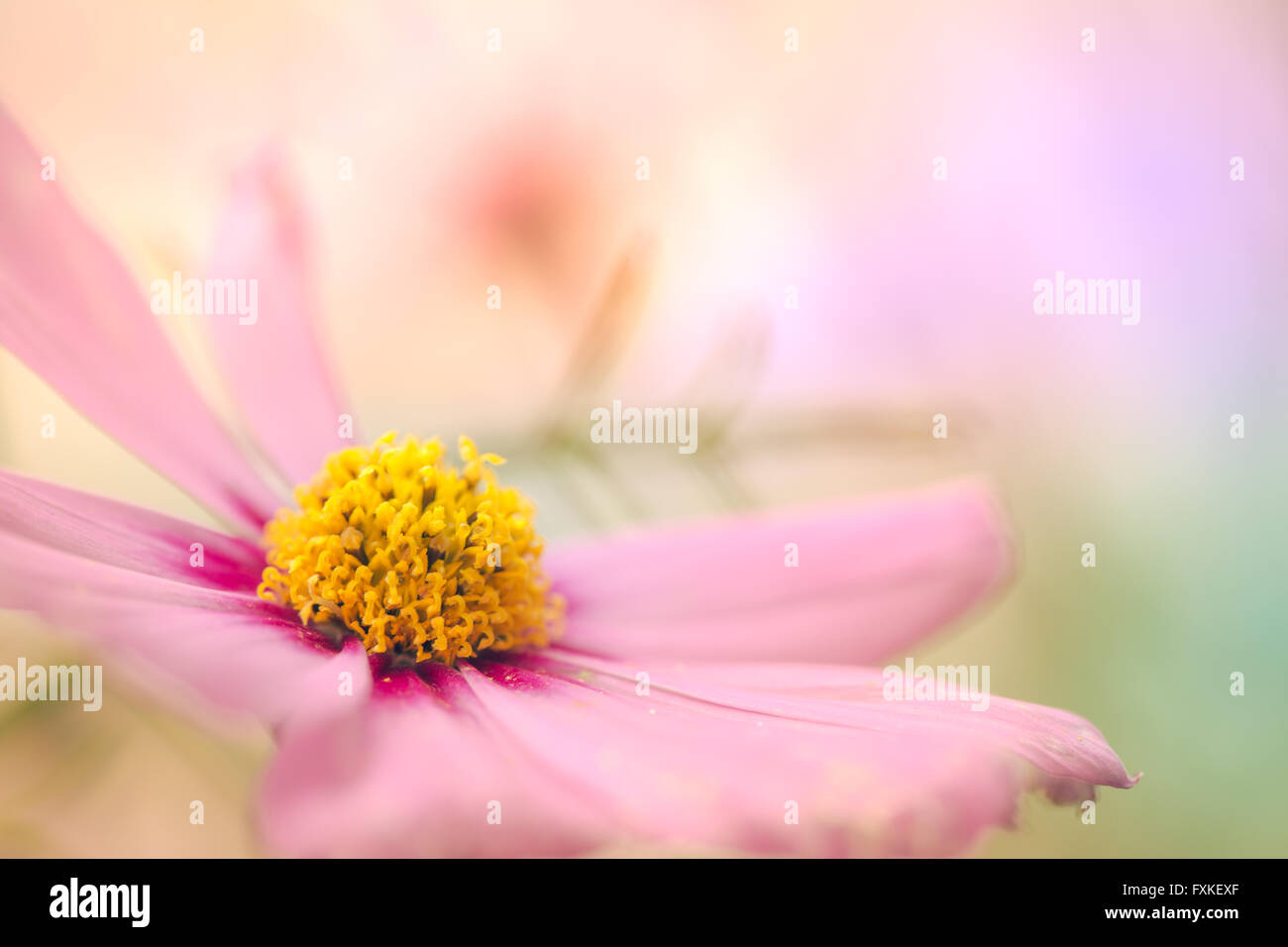 Colorful Flowers Background Stock Photo - Alamy