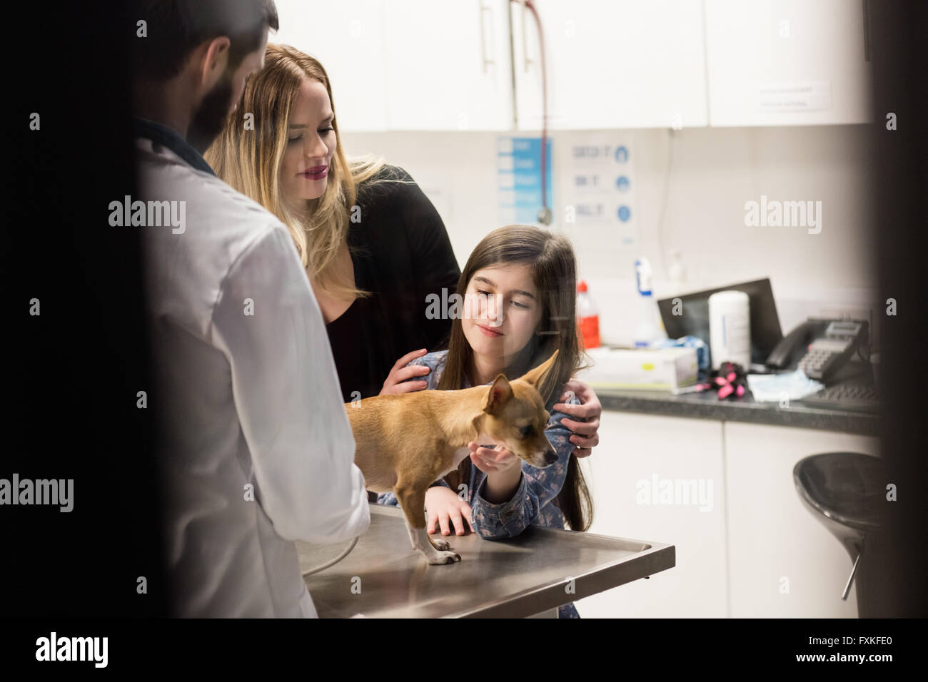 Vet examining a dog with its owner Stock Photo - Alamy