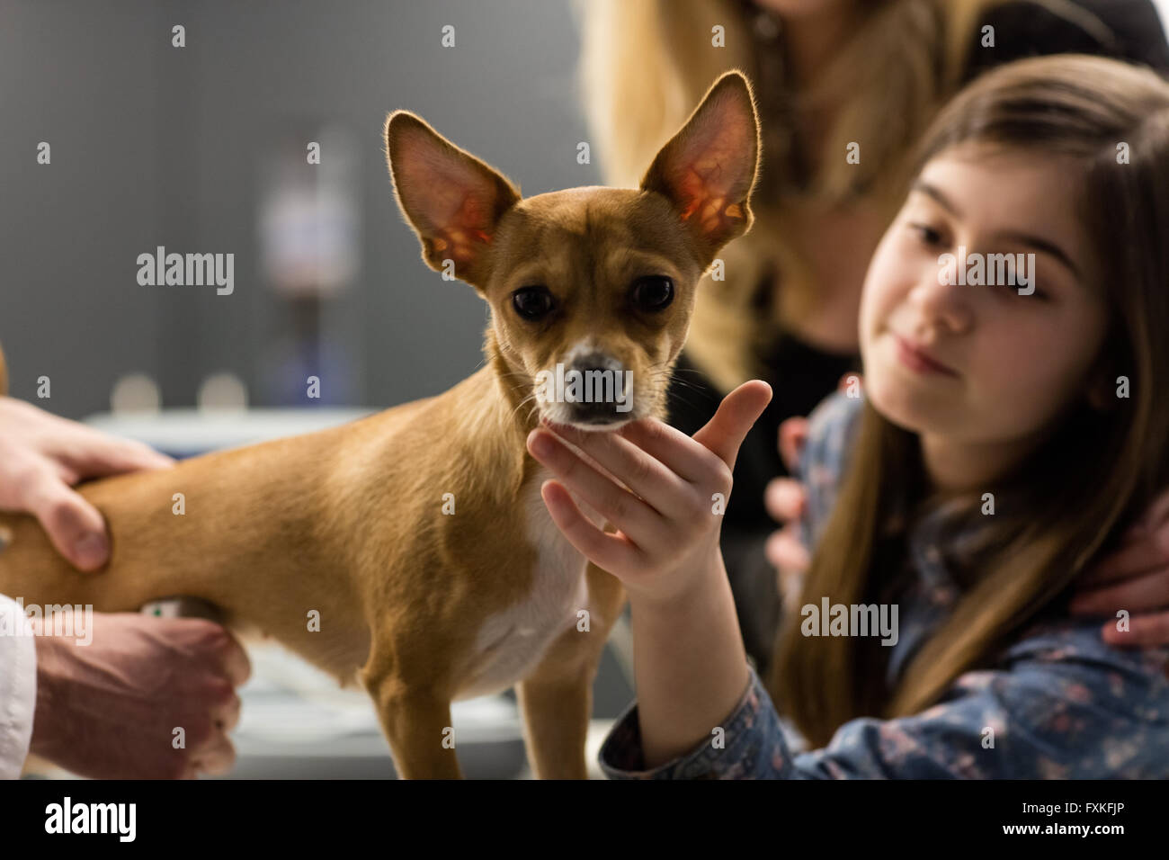 Vet examining a dog with its owner Stock Photo - Alamy