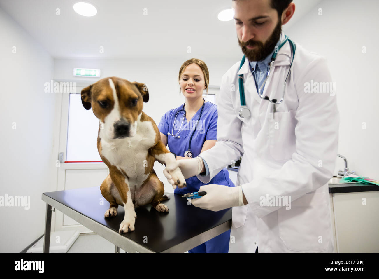 Dog getting nail trim by vets Stock Photo Alamy