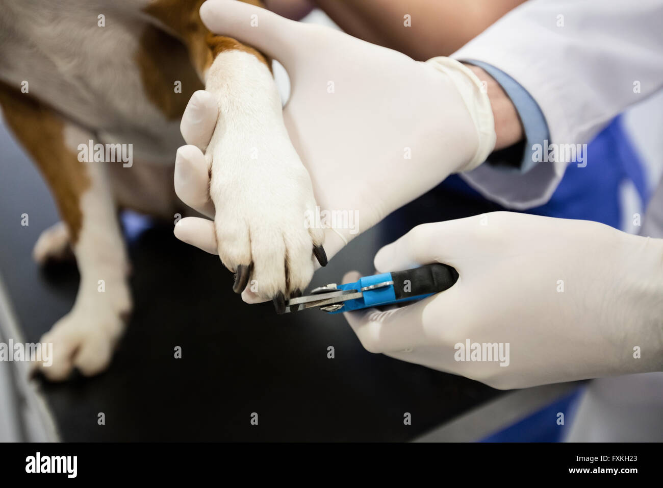 Dog getting nail trim by vets Stock Photo Alamy