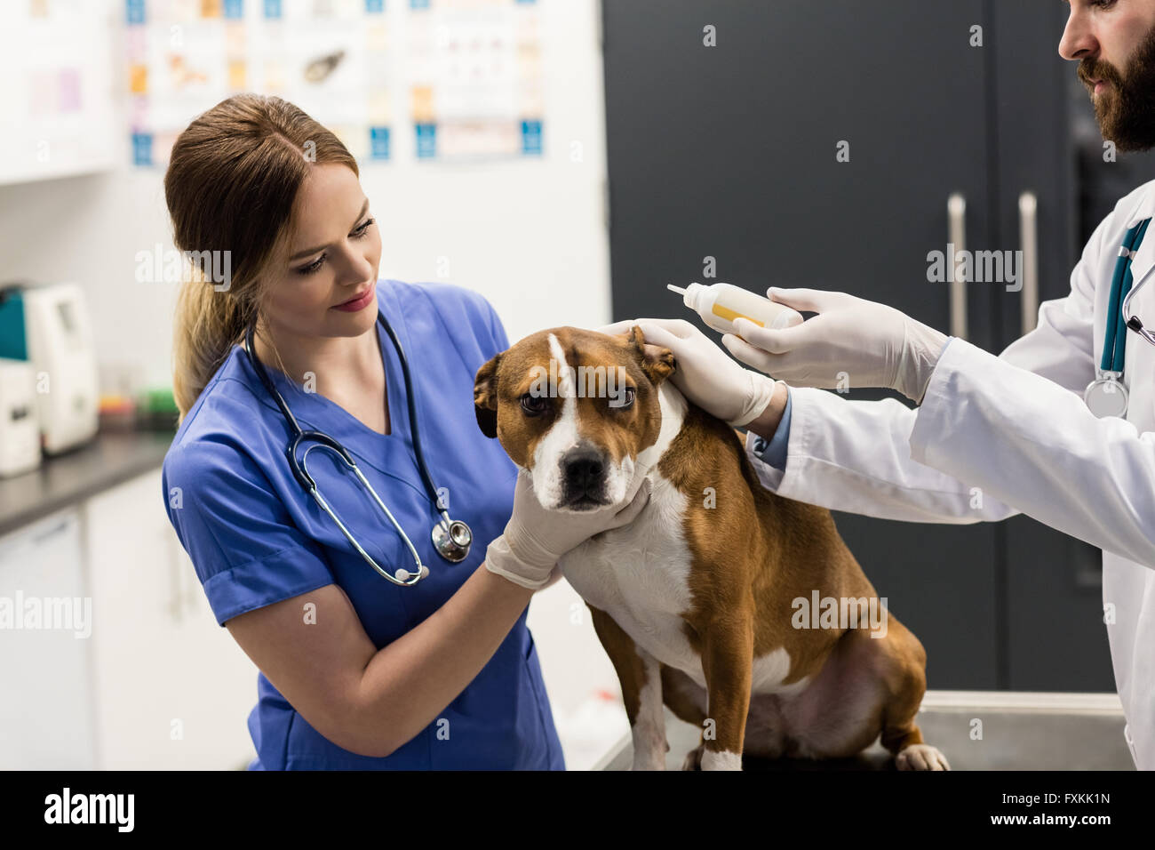 Vets putting drops on dogs ear Stock Photo Alamy