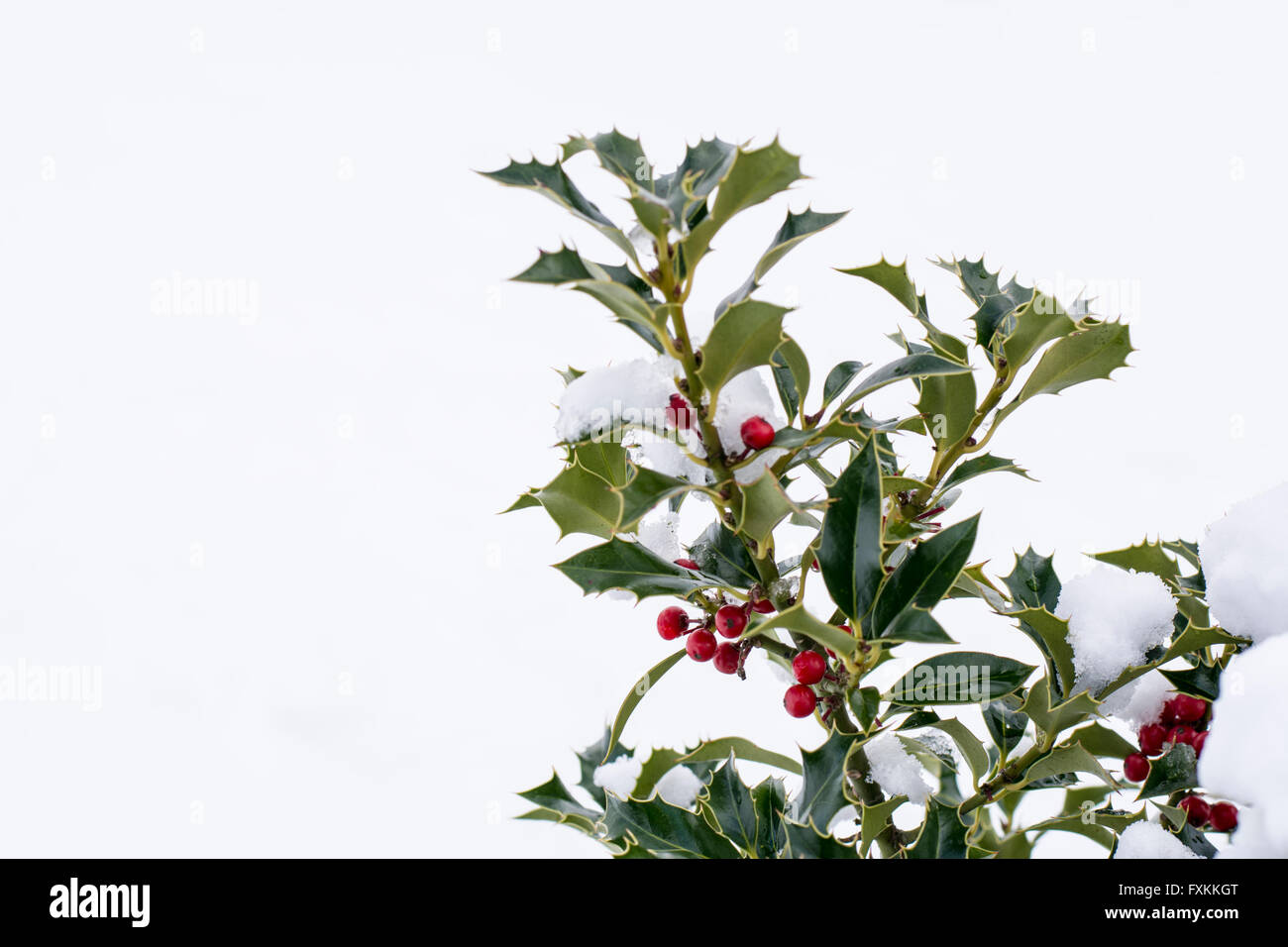 Close up od a branch of holly with red berries covered with snow Stock ...