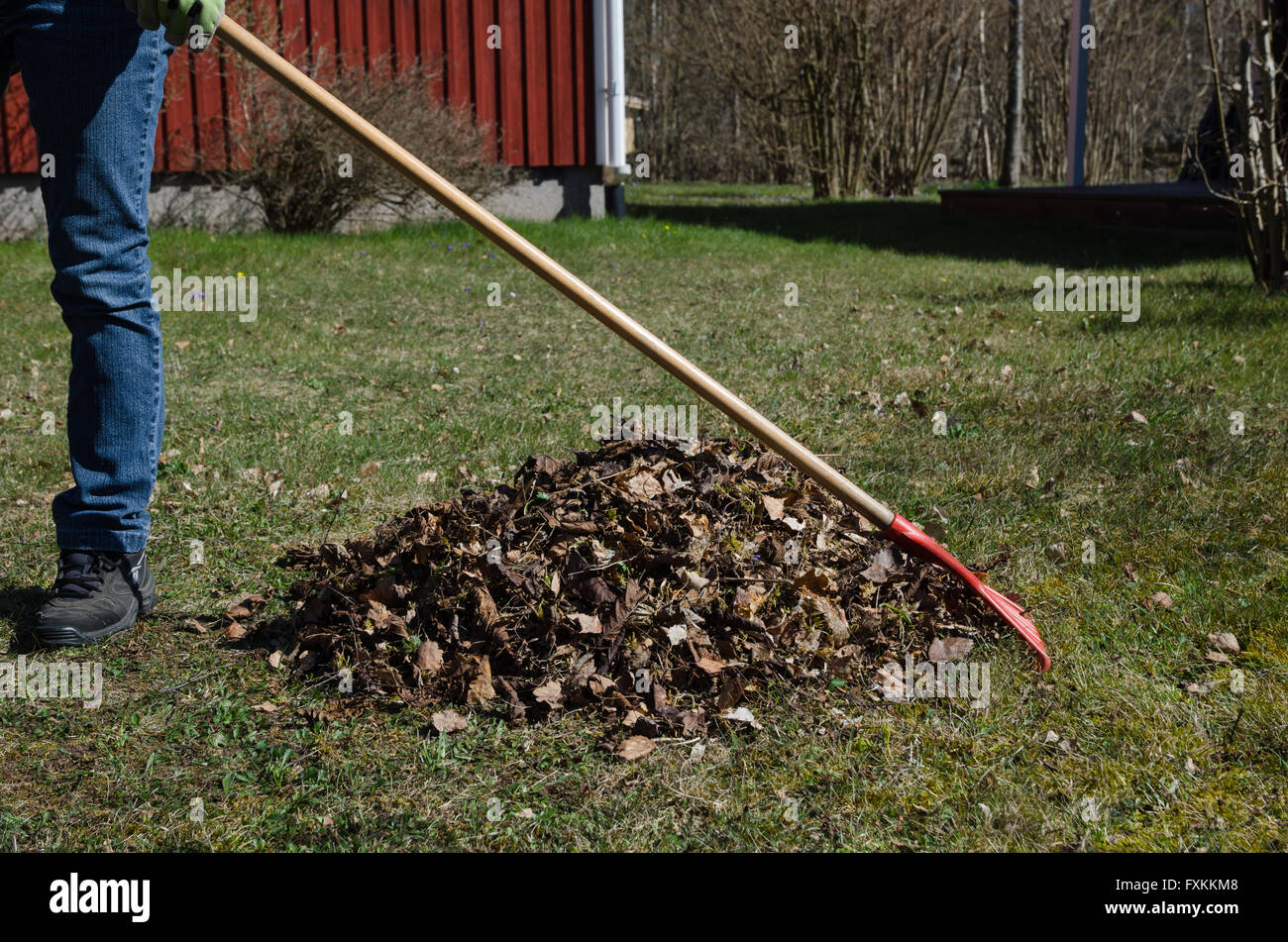 Gardener is raking dry leaves into a heap in a garden at spring Stock