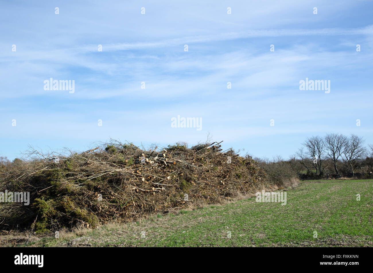 Wood pile of branches ready for chipping to biomass energy Stock Photo