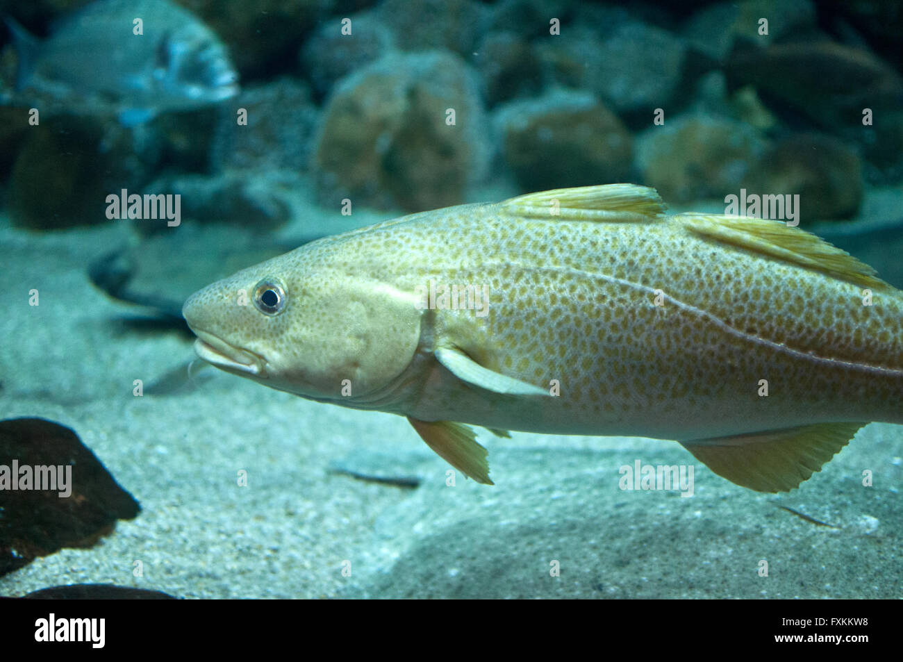 Cod fish swimming in aquarium Stock Photo