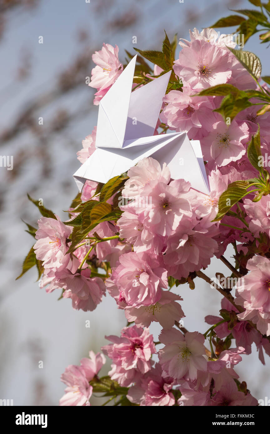 Origami dove on blooming spring japanese cherry tree sakura Stock Photo