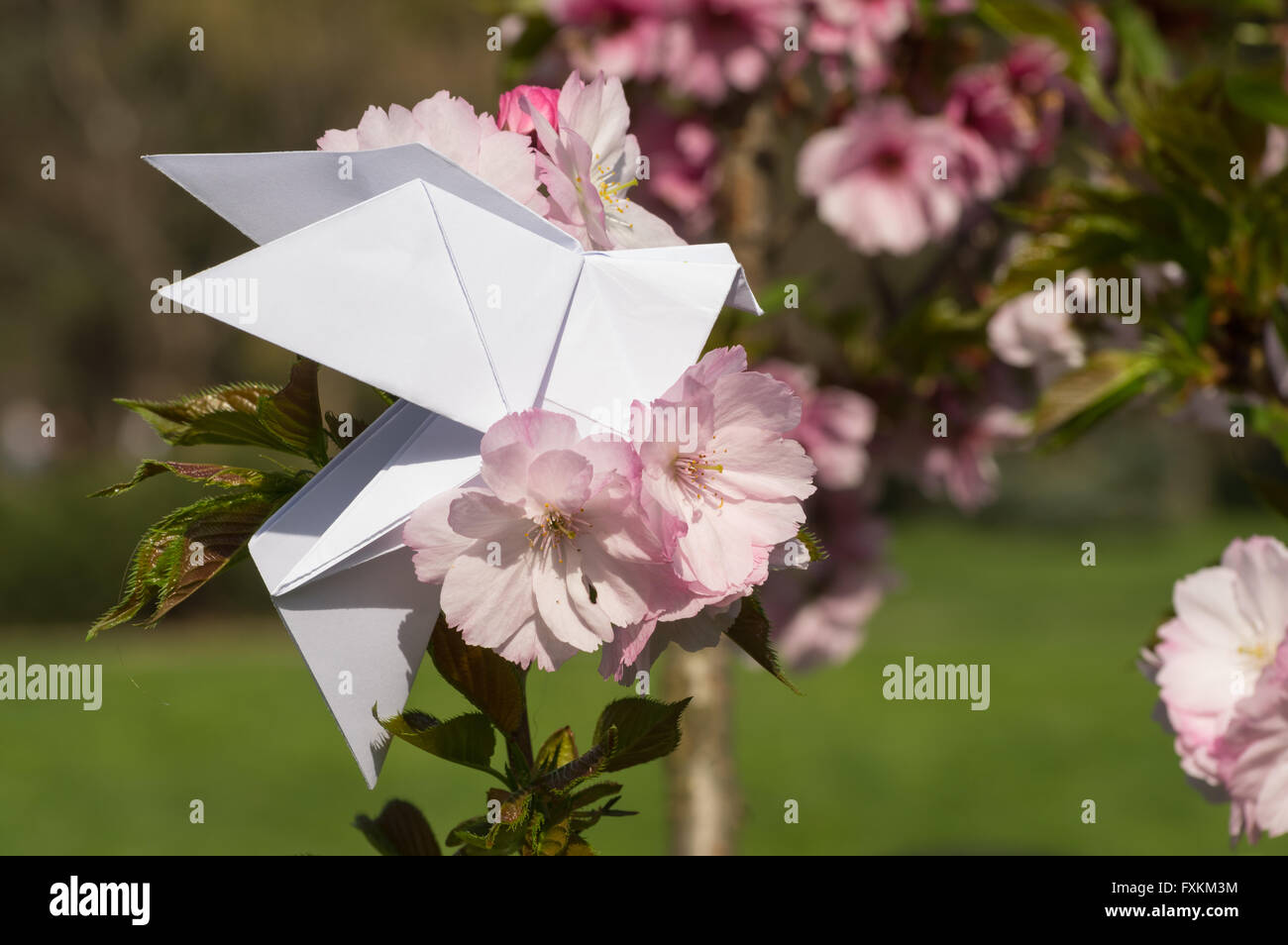 Origami dove on blooming spring japanese cherry tree sakura Stock Photo