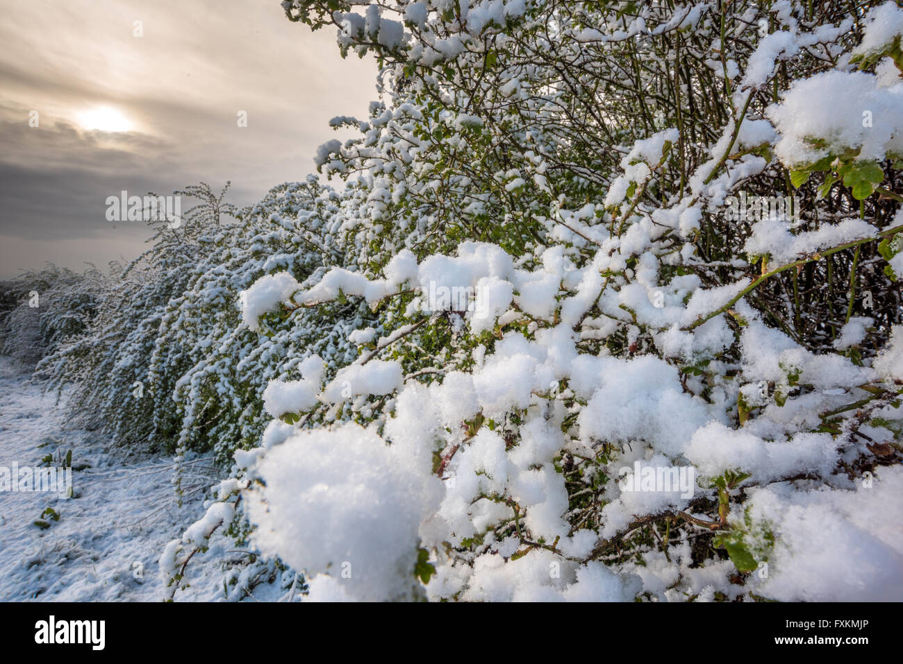 Wolverhampton, Midlands, UK. 16th April, 2016. UK weather. 16th April  2016 Wolverhampton in the West Midlands woke up to a surprise covering of snow this morning after the recent mild weather conditions changed Credit:  David Holbrook/Alamy Live News Stock Photo