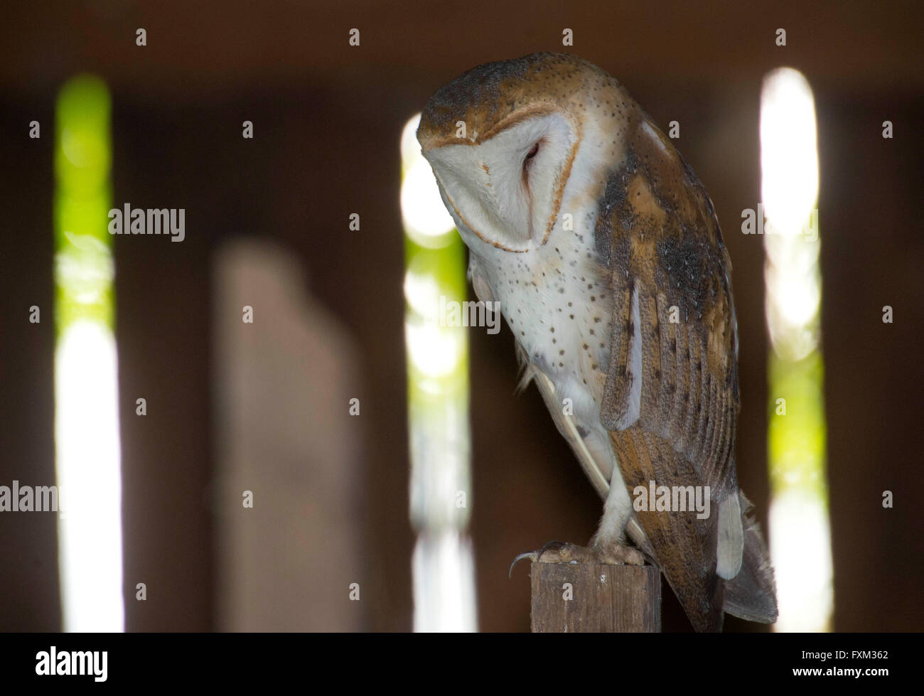 Roseburg, Oregon, USA. 16th Apr, 2016. A wild barn owl appears to sleep