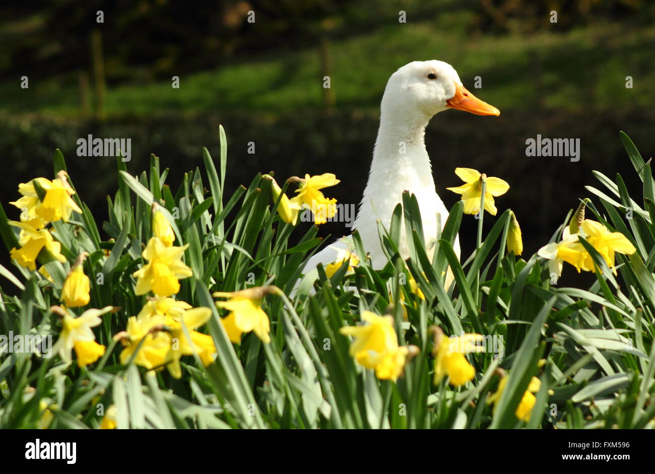 Daffodil Narcissus Bird High Resolution Stock Photography and Images - Alamy