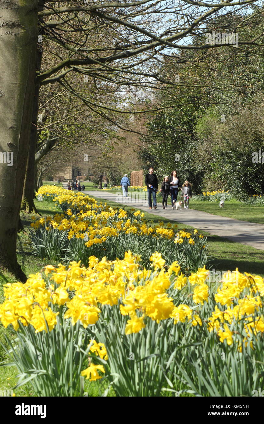 Daffodils In Bloom Line The Daffodil Walk In Wentworth A Pretty