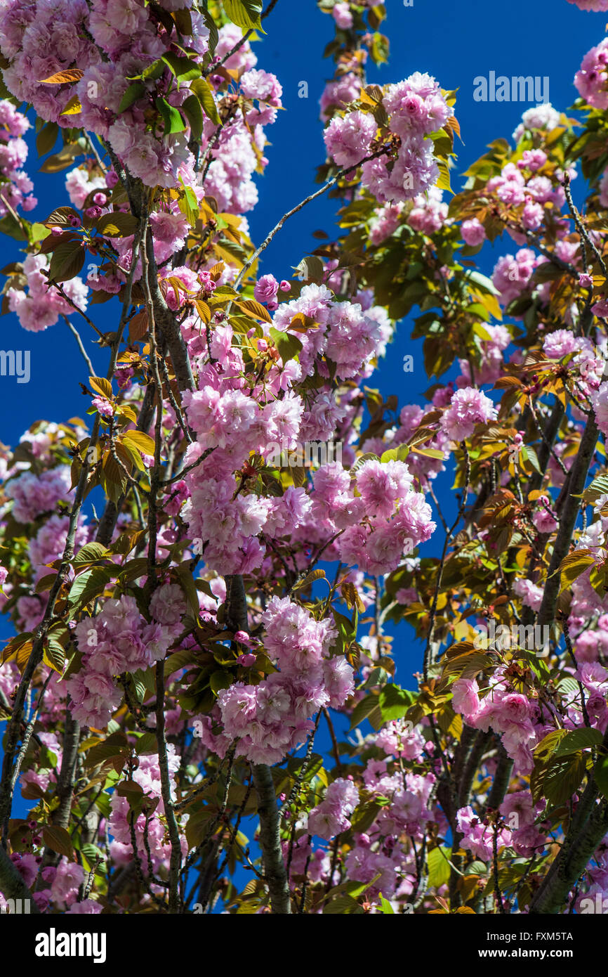 Prunus Serrulata Kanzan Stock Photo Alamy