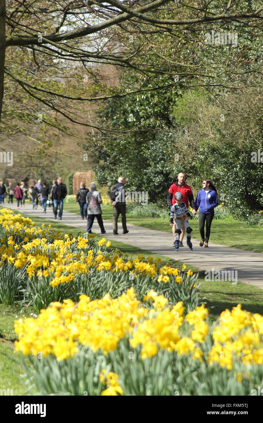 Daffodils in bloom line the daffodil walk in Wentworth; a pretty estate