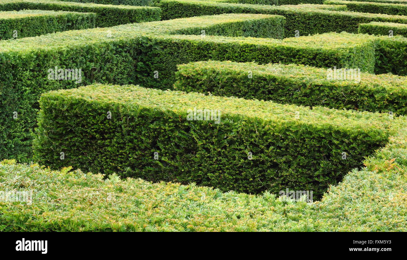 Detail of a yew hedged maze - England Stock Photo