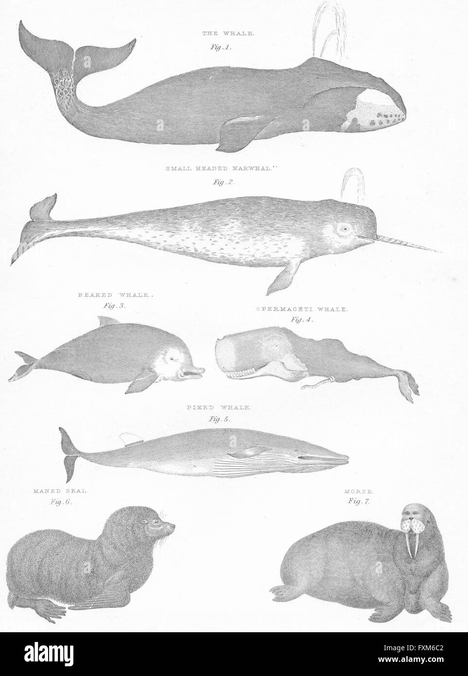WHALES: Narwhal; Beaked; Spermaceti; Piked; seal; Morse, antique print c1849 Stock Photo