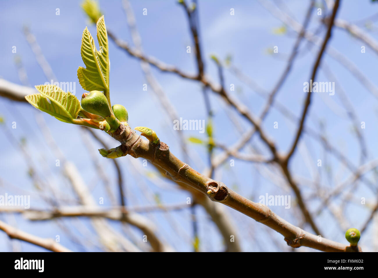 branch of fig tree with bud Stock Photo Alamy