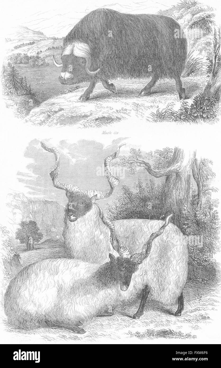 OXEN: Musk ox & Wallachian Sheep , antique print c1849 Stock Photo
