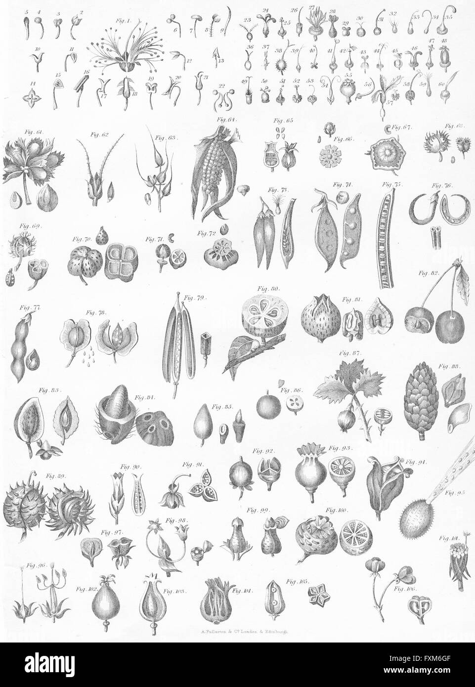 PLANTS: Botanical Terminology V, antique print c1849 Stock Photo