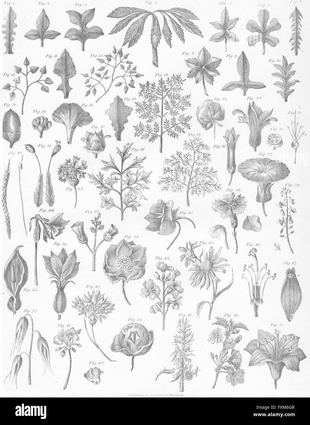 PLANTS: Botanical Terminology IV, antique print c1849 Stock Photo