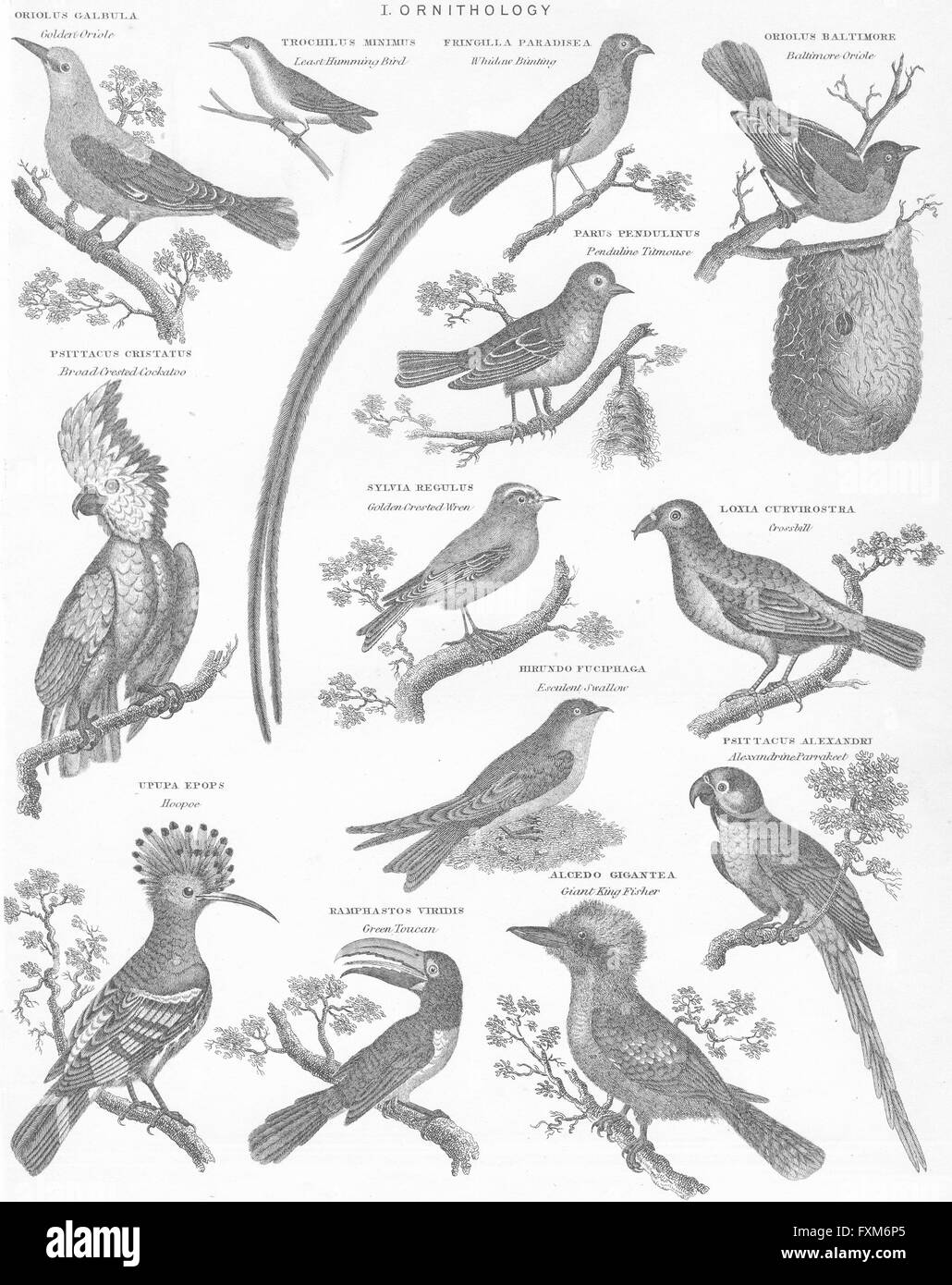 BIRDS: Natural History I Ornithology, antique print c1849
