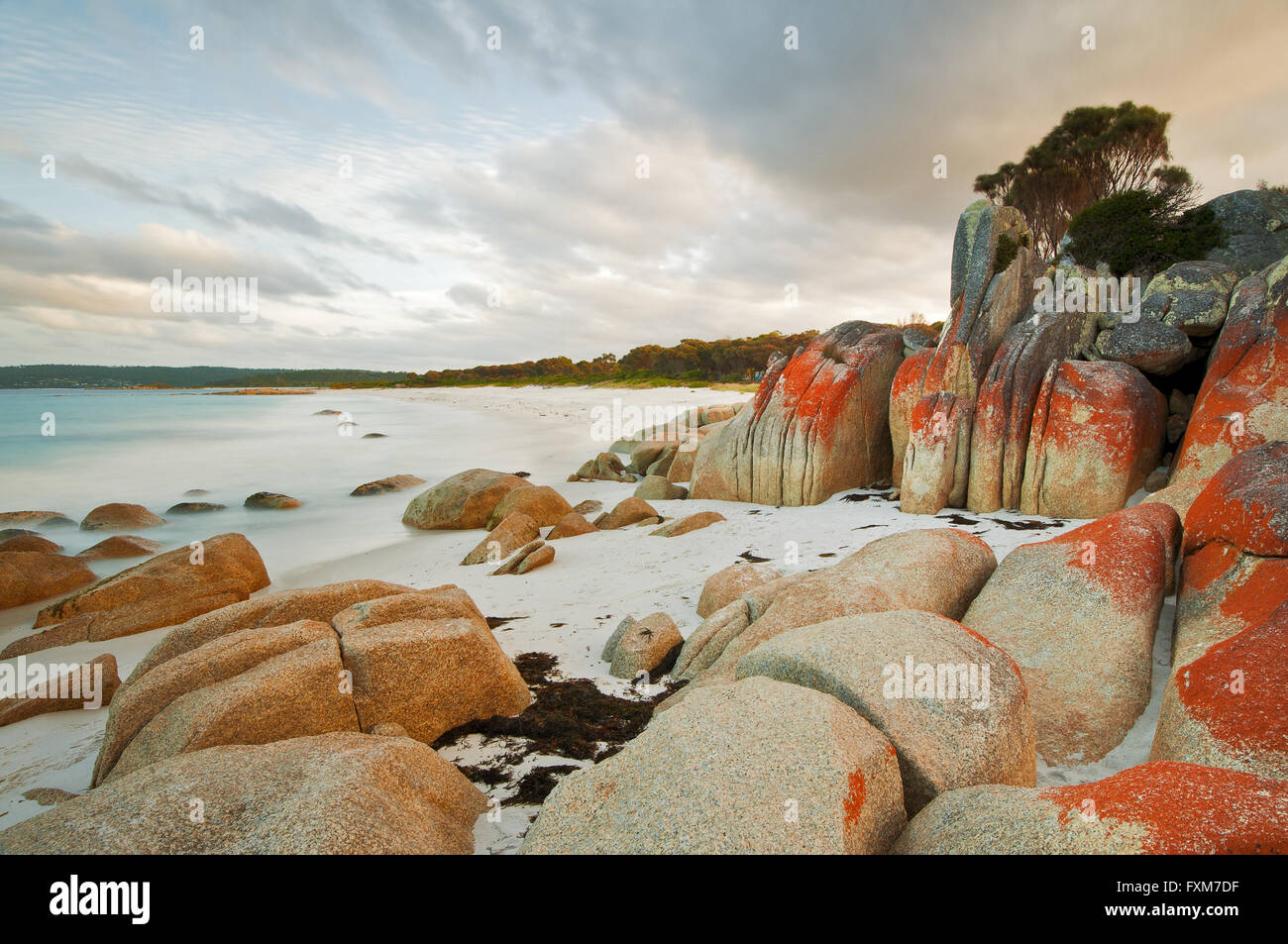 Red lichen on the rocks in the Bay of Fires. Stock Photo