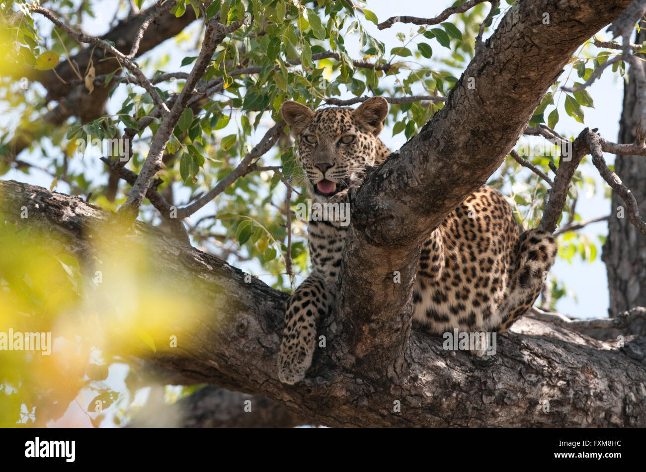 Leopard (Panthera pardus) in a tree in Kruger National Park, South Africa Stock Photo