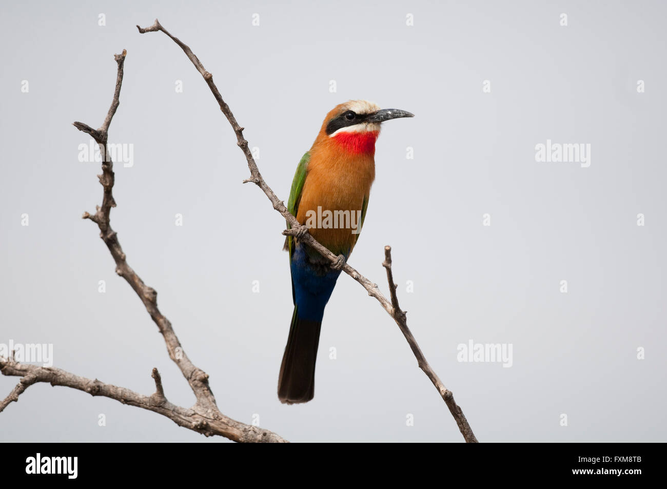 White-fronted Bee-eater (Merops bullockoides) in Kruger National Park, South Africa Stock Photo