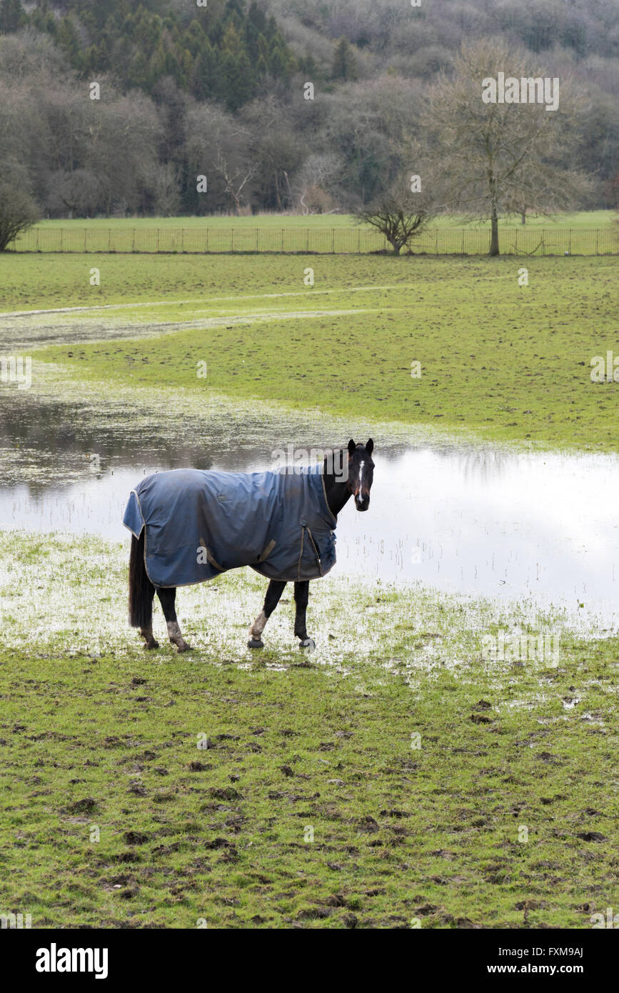 A horse wearing a coat in a flooded field in Blandford Forum Dorset UK