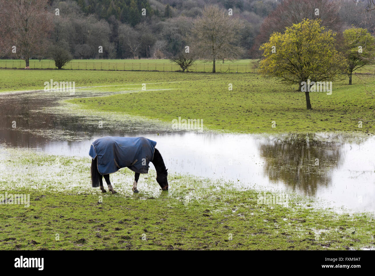 A horse wearing a coat in a flooded field in Blandford Forum Dorset UK