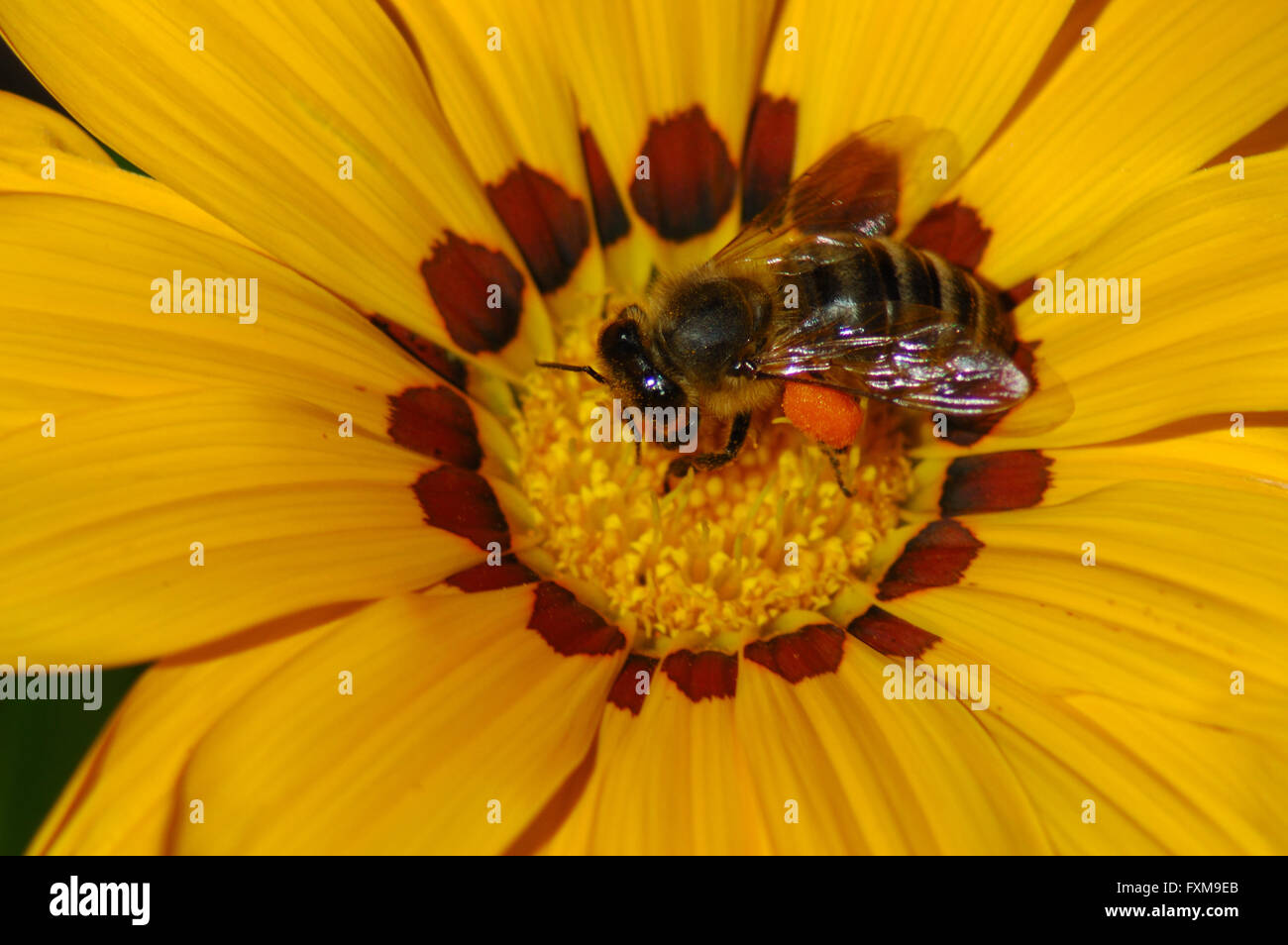 Bee gathering pollen from a Coreopsis flower. Stock Photo