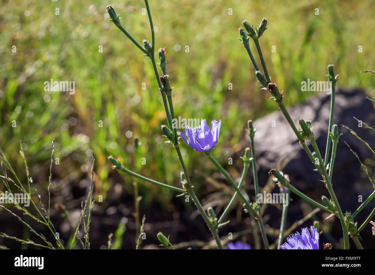 Photo of purple wild flowers and grass in blurred meadow Stock Photo ...