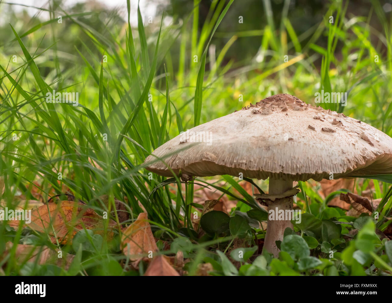 Close up photo of large shaggy white parasol mushroom on forest floor