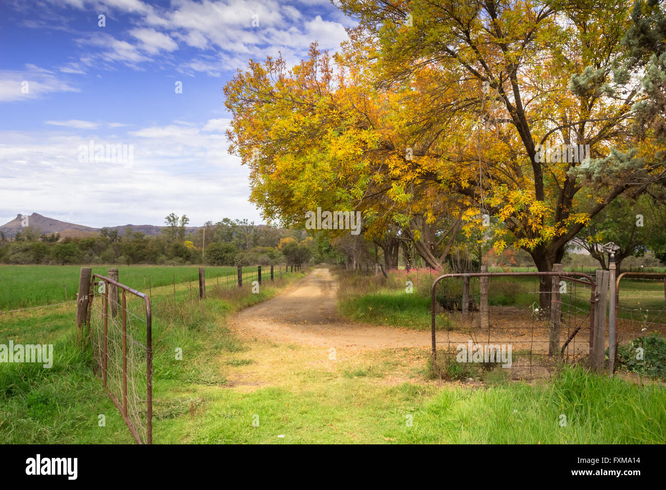 Photo of fall leaves in trees overhanging a farm road with open gate ...