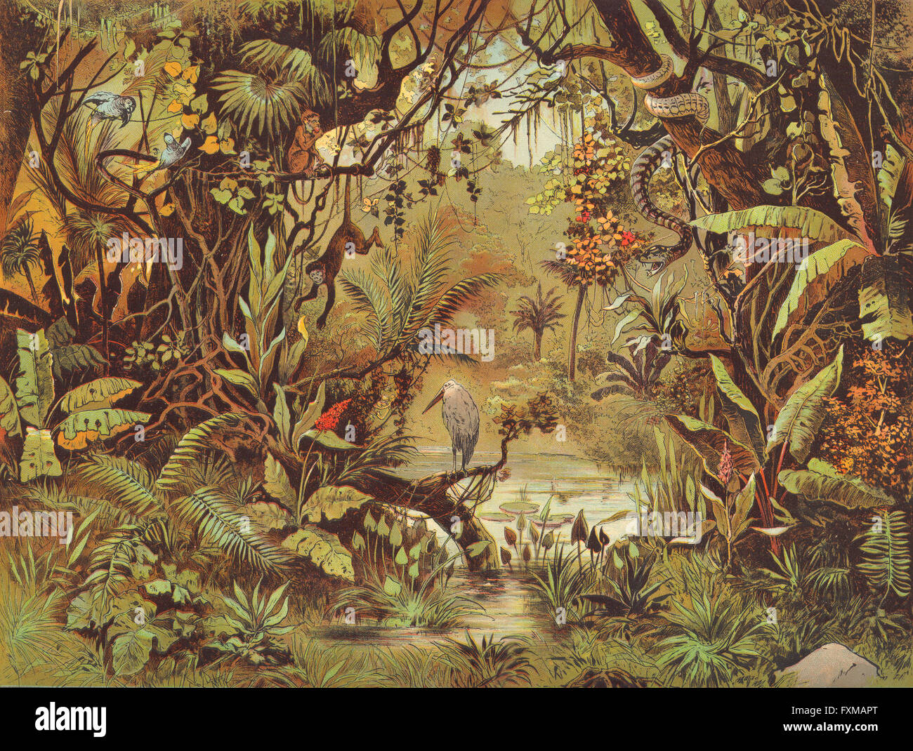 BRAZIL: Brasilianische Urwald: Walther jungle, antique print 1880 Stock Photo